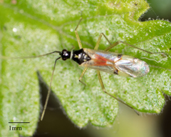 Tupiocoris
