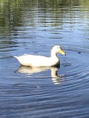 Anas platyrhynchos domesticus