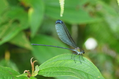 Psolodesmus mandarinus