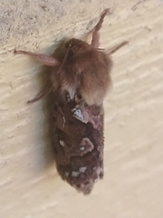 Korscheltellus fusconebulosa