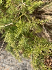 Asparagus cooperi