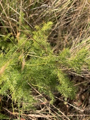 Asparagus cooperi