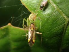 Campyloneura virgula