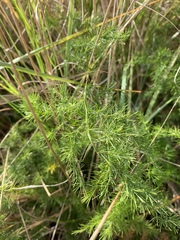 Asparagus cooperi