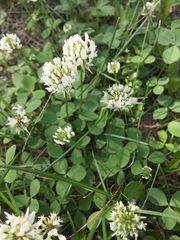 Trifolium repens