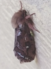 Korscheltellus fusconebulosa