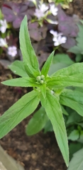 Angiospermae