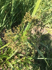 Scirpus orientalis