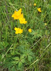 Trollius chinensis