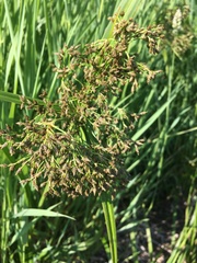 Scirpus orientalis