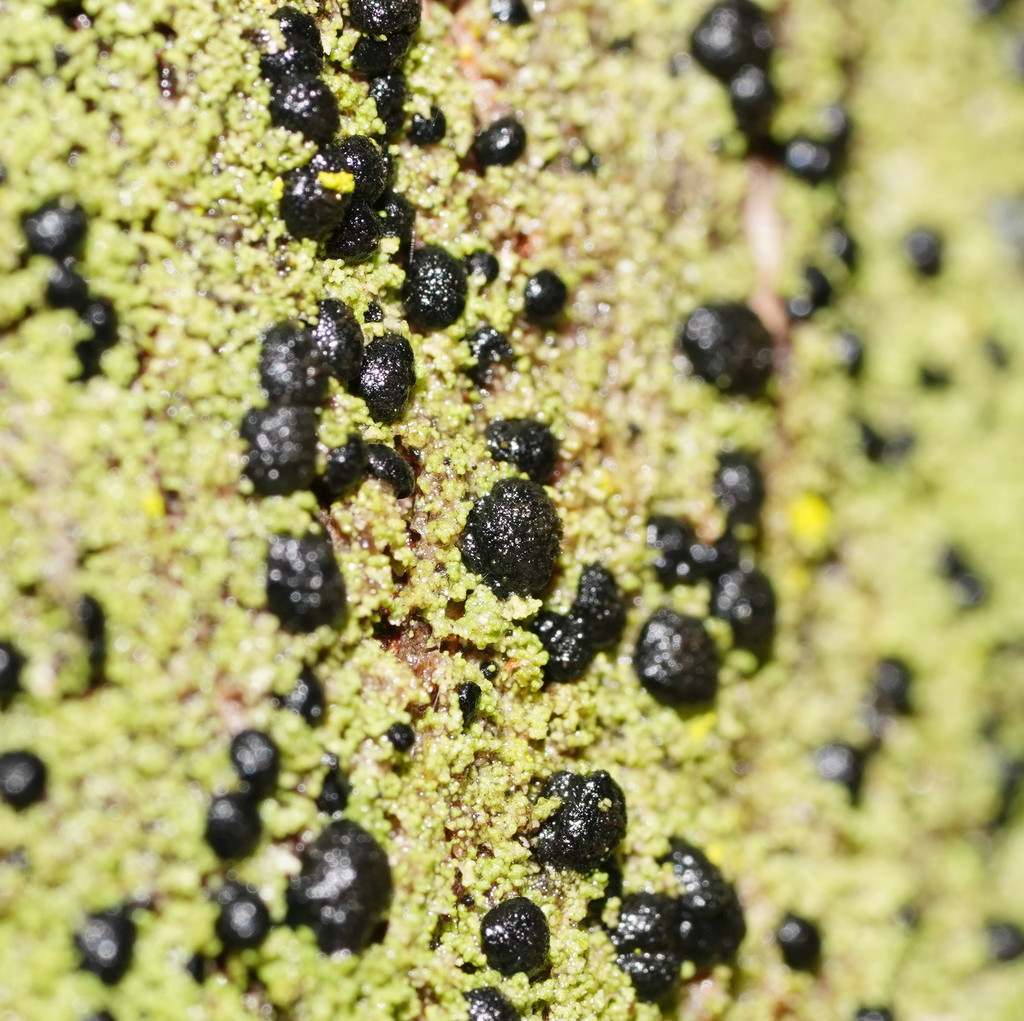 Megalaria