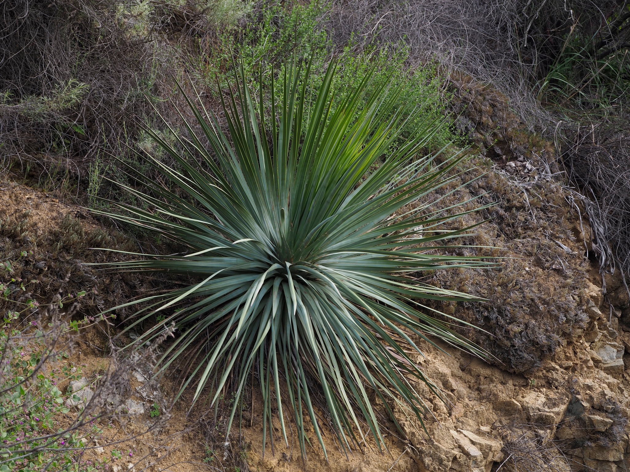 Hesperoyucca
