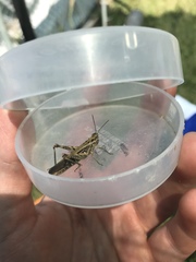 Chorthippus brunneus