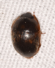 Amphicrossus ciliatus