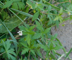 Geranium sibiricum