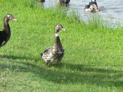 Cairina moschata domestica