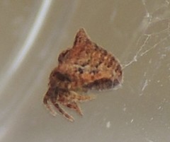 Araneus arenaceus