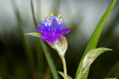 Cyanotis fasciculata