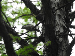 Sitta europaea baicalensis