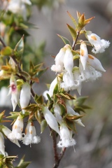 Styphelia conostephioides