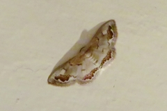 Dithalama cosmospila