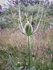 Dipsacus fullonum