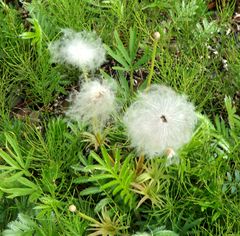 Pulsatilla dahurica