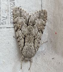 Acronicta