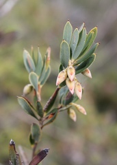 Conostephium pendulum