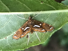 Paracymoriza cataclystalis