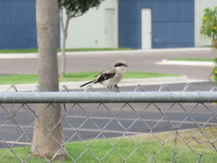 Lanius ludovicianus