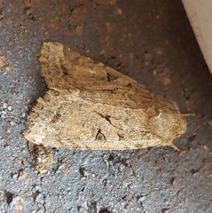 Apterogenum ypsillon