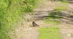 Turdus merula