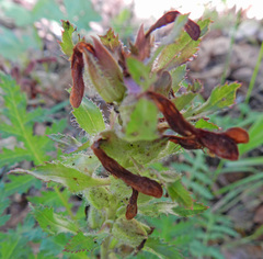 Pedicularis densiflora densiflora