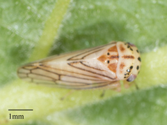 Oncopsis aureostria