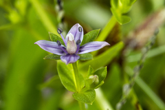 Lomatogonium minus