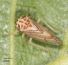 Oncopsis aureostria