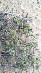 Chenolea diffusa