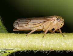 Oncopsis aureostria