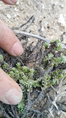 Chenolea diffusa