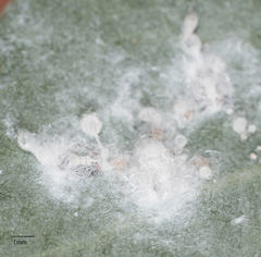 Neophyllura