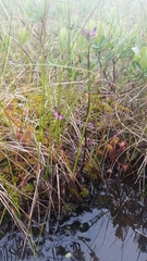 Pedicularis parviflora