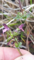 Pedicularis parviflora