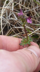 Pedicularis parviflora