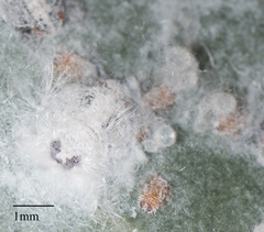 Neophyllura