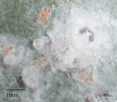 Neophyllura
