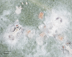 Neophyllura
