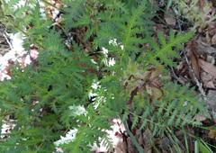Pedicularis densiflora densiflora