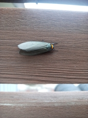 Macrobrochis staudingeri