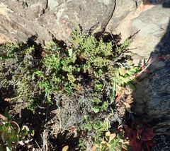 Cheilanthes hirta hirta